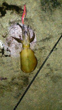 松江～藤江　19時からのナイトエギングで今季一の良型アオリイカ