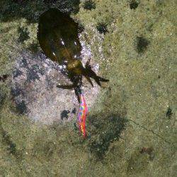 松江～藤江　19時からのナイトエギングで今季一の良型アオリイカ