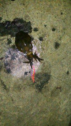 松江～藤江　19時からのナイトエギングで今季一の良型アオリイカ