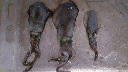 妻鹿（白浜）漁港 堤防の先端でアオリの新子発見！