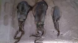 妻鹿（白浜）漁港 堤防の先端でアオリの新子…