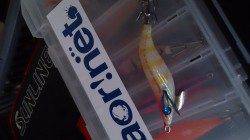 妻鹿（白浜）漁港 堤防の先端でアオリの新子発見！