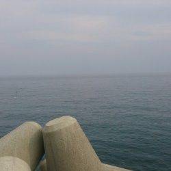 姫路のアオリイカ、まだまだ新子サイズ