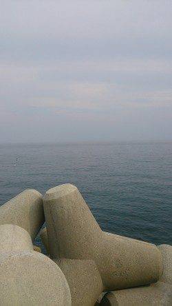 姫路のアオリイカ、まだまだ新子サイズ