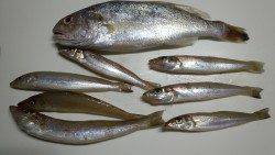 田ノ浦漁港でのちょい投げ、キスとイシモチの釣果