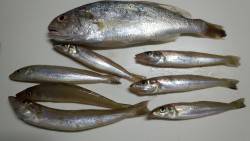 田ノ浦漁港でのちょい投げ、キスとイシモチの…