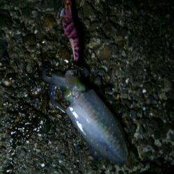 上野漁港でナイトエギング★墨族でGET★