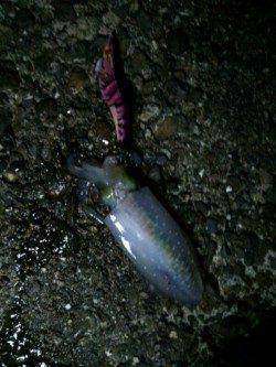 上野漁港でナイトエギング★墨族でGET★