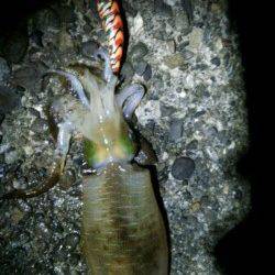 上野漁港でナイトエギング★墨族でGET★