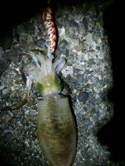 上野漁港でナイトエギング★墨族でGET★