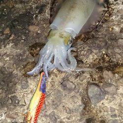 伊根　エギングでのアオリイカ釣果