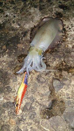 伊根　エギングでのアオリイカ釣果