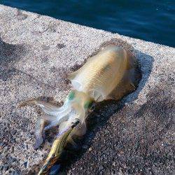 伊根　エギングでのアオリイカ釣果