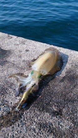 伊根　エギングでのアオリイカ釣果