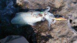 白浜南部エリアでのエギング釣果、合計14杯！