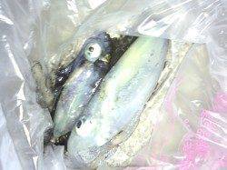 大蔵海岸でのエギング釣果【アオリ2ハイ】