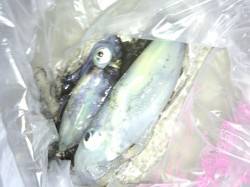 大蔵海岸でのエギング釣果【アオリ2ハイ】