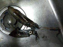 大蔵海岸でのエギング釣果【アオリ2ハイ】