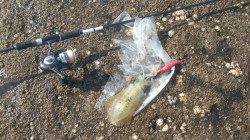 目良漁港　朝のエギングでコロッケ〜トンカツサイズ☆　全てリリース