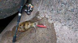 目良漁港　朝のエギングでコロッケ〜トンカツサイズ☆　全てリリース