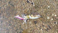 堺漁港エギング　上げ潮狙いでコロッケ～トンカツサイズ