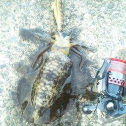 【14日】深日漁港でコロッケサイズ3ハイ♪