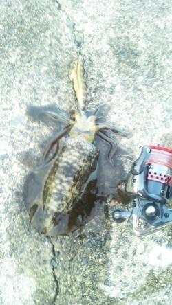 【14日】深日漁港でコロッケサイズ3ハイ♪…