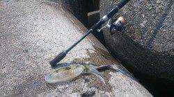 堺漁港エギング　上げ潮狙いでコロッケ～トンカツサイズ