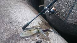 堺漁港エギング　上げ潮狙いでコロッケ～トン…