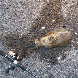 堺・一本松漁港　朝5時からのエギングでアオリイカ狙い☆