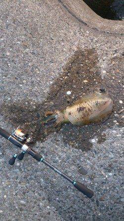 堺・一本松漁港　朝5時からのエギングでアオリイカ狙い☆