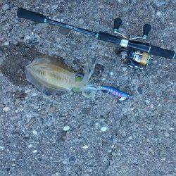 堺・一本松漁港　朝5時からのエギングでアオリイカ狙い☆