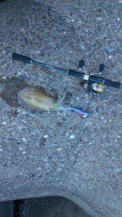 堺・一本松漁港　朝5時からのエギングでアオリイカ狙い☆