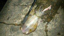 みなべでのエギング【アオリイカ420gまでを12杯】