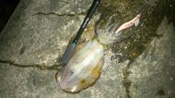 みなべでのエギング【アオリイカ420gまで…