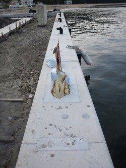 赤礁での2日連チャンのエギング釣果