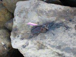 赤礁での2日連チャンのエギング釣果