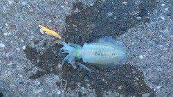 みなべでのエギング【アオリイカ420gまでを12杯】