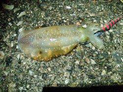 柴山港　ナイトエギングでアオリイカ5ハイ　午後9時頃からの釣行