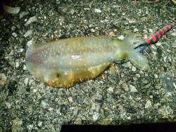 柴山港　ナイトエギングでアオリイカ5ハイ　…