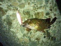 助松埠頭でのワインド釣果