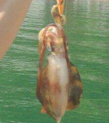 伊根エリア昼から夕方までのエギング釣行