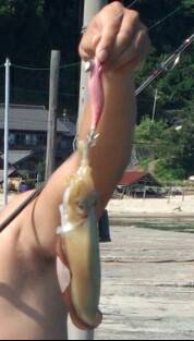 伊根エリア昼から夕方までのエギング釣行