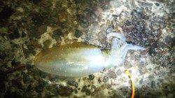 伊根エリア、朝まづめから昼までのエギング釣行！