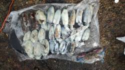 伊根エリア、朝まづめから昼までのエギング釣…