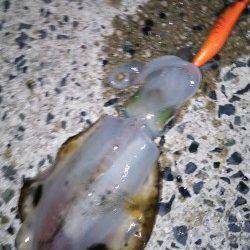 養老　エギングでアオリイカ〜15cm7ハイ　オレンジ系のエギに好反応