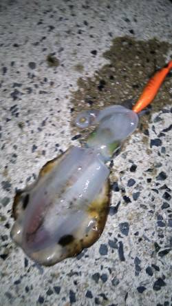 養老　エギングでアオリイカ〜15cm7ハイ…
