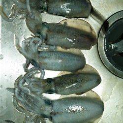 養老　エギングでアオリイカ〜15cm7ハイ　オレンジ系のエギに好反応