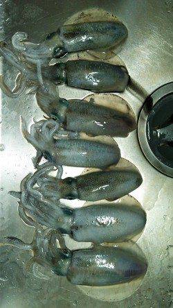 養老　エギングでアオリイカ〜15cm7ハイ　オレンジ系のエギに好反応