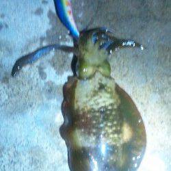 上瀬でのエギング、二人での釣果☆